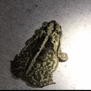 Meet your Posher, Lexi